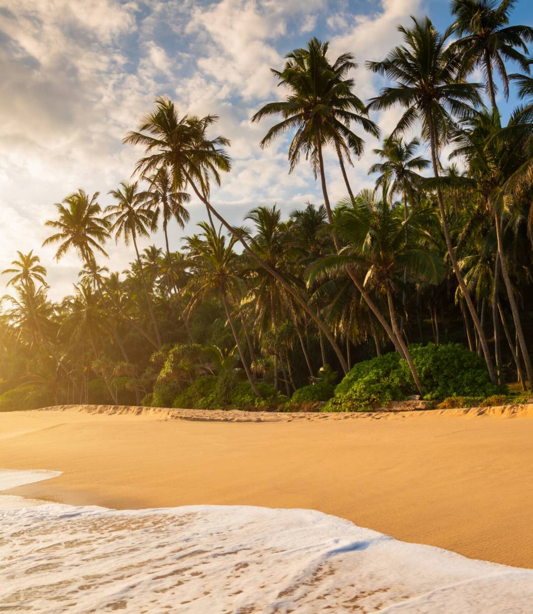 Beautiful sunset on a sandy beach with palm trees, Sri Lanka